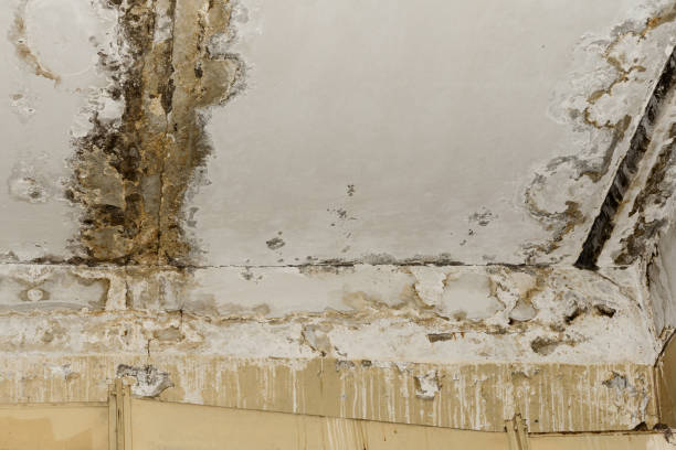 Why You Should Choose Our Mold Remediation Services in Hilton Head Island, SC